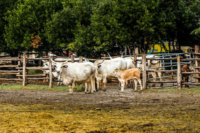 Cows standing on field. a herd of cows on an italian farm dedicated to animal welfare