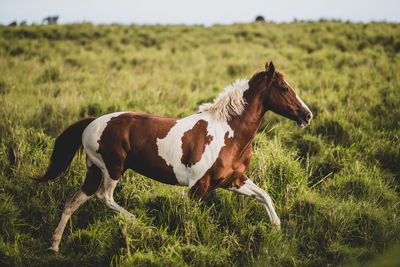 Brown and white horse running through a meadow