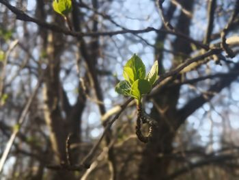 Low angle view of green leaves on branch