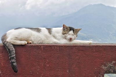 Cat lying on a mountain