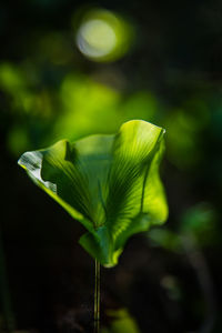 Close-up of green leaves