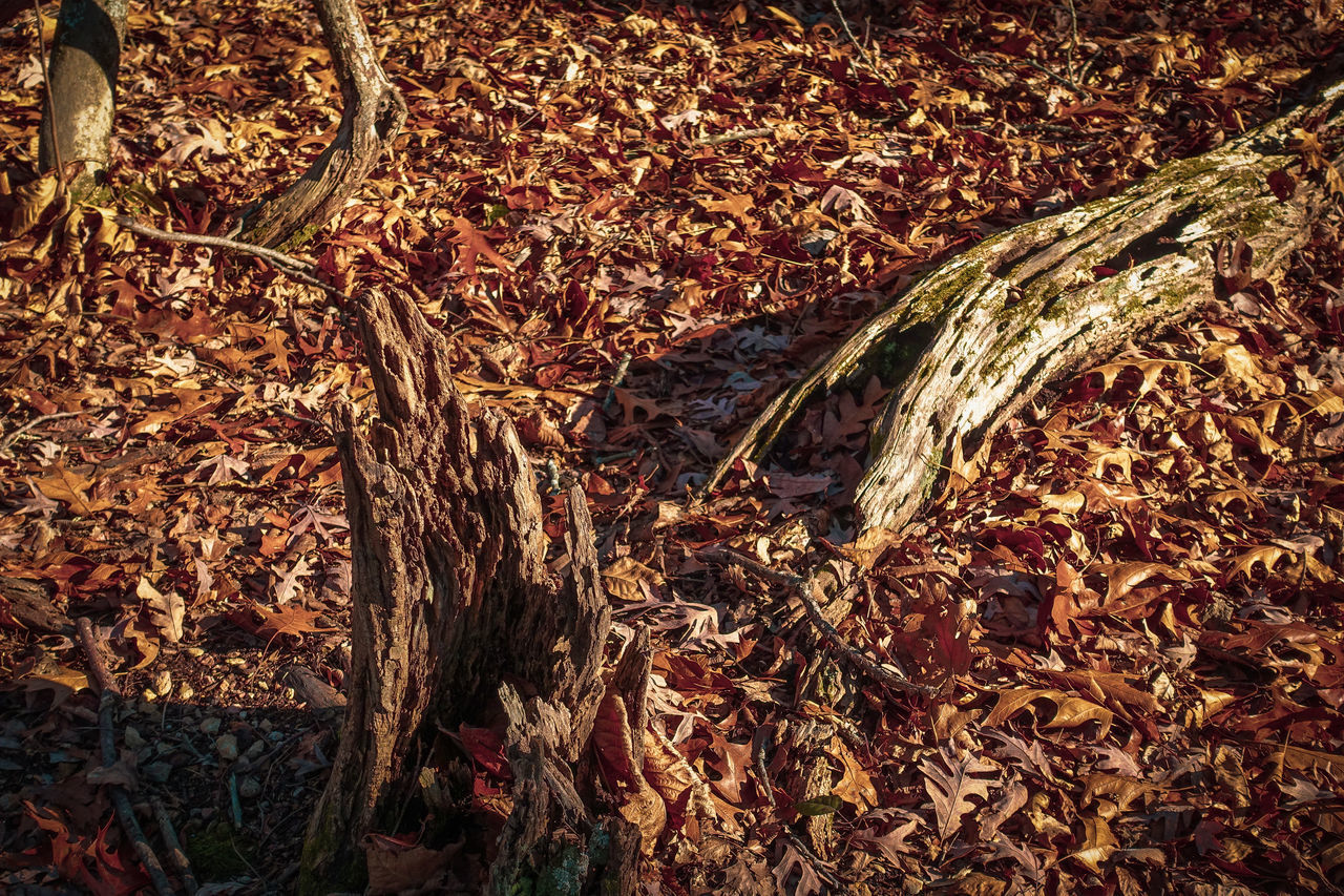 HIGH ANGLE VIEW OF DRY LEAVES ON FIELD DURING AUTUMN