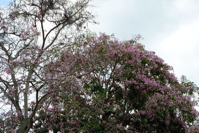 Low angle view of flowering tree against sky