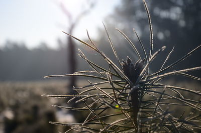 Close-up of plant against sky