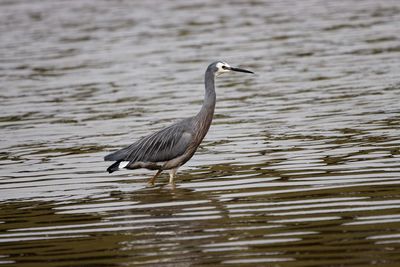 View of gray heron in lake