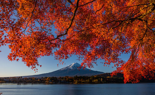 Autumn tree by lake against orange sky