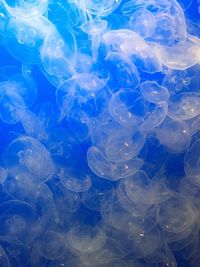 Close-up of jellyfish in sea