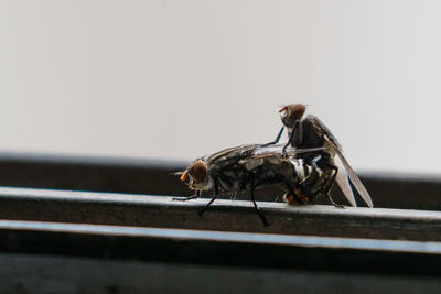 Close-up of insect perching on wall