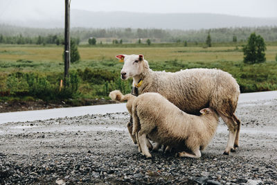 Sheep feeding lamb on field