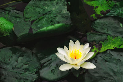 Close-up of lotus water lily in lake