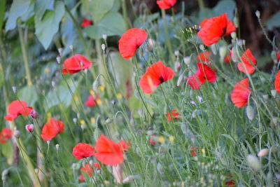 Red poppy flowers blooming in spring