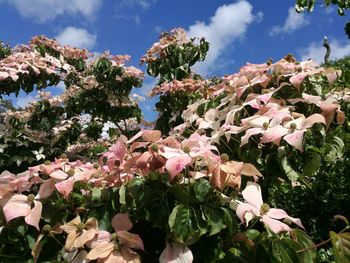 Close-up of pink flowering plant against sky