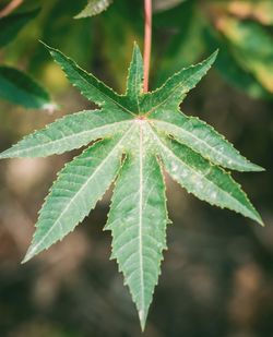 Close-up of green leaves