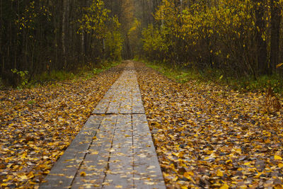 Empty road amidst trees in forest