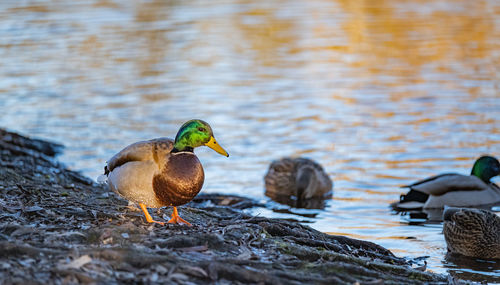 Ducks in pond and sunset
