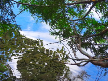 Low angle view of trees against sky