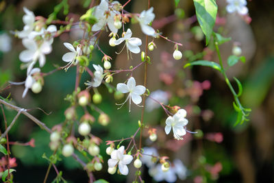 Close-up of white flowering plants