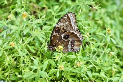 Butterfly on grass