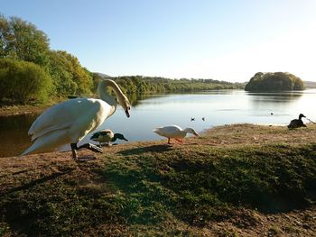 Birds perching on grass by lake against sky