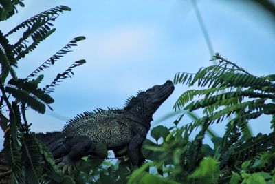 Low angle view of lizard on tree against sky