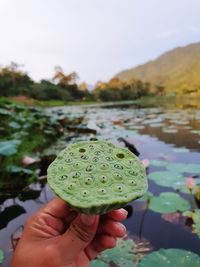 Close-up of hand holding leaf against lake