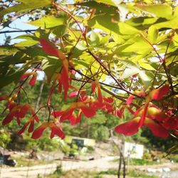 Close-up of leaves on tree