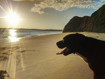 Dog on beach