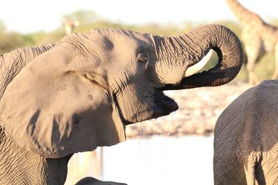 Side view of elephant