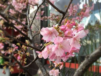 Close-up of pink cherry blossom tree