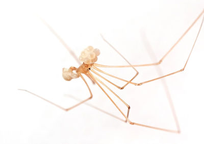 Close-up of insect on white background