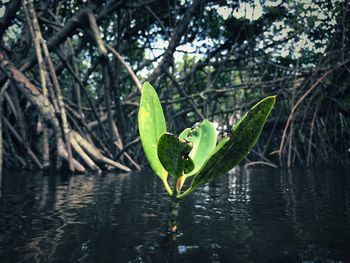 Close-up of plant by lake