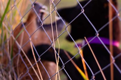 Full frame shot of chainlink fence