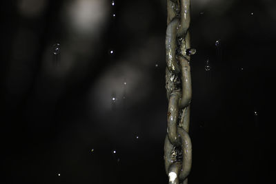 Close-up of icicles on tree at night