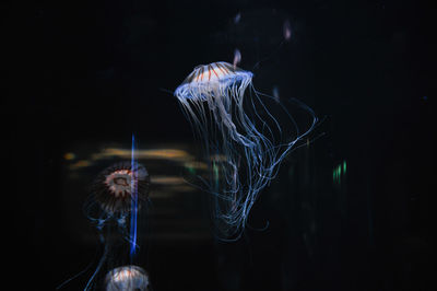 Different species of jellyfish in loro park tenerife 27 december 2019