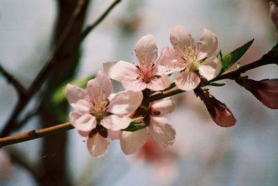 Close-up of white flowers blooming on tree