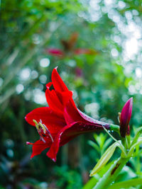 Close-up of day lily blooming outdoors