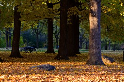 Trees in forest during autumn