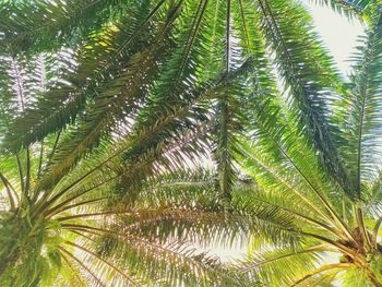 Low angle view of palm tree