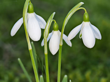 Close-up of white flowering plants