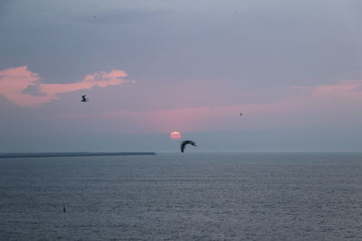 Bird flying over sea against sky