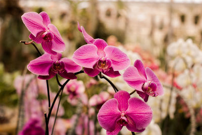 Close-up of pink flowering plant