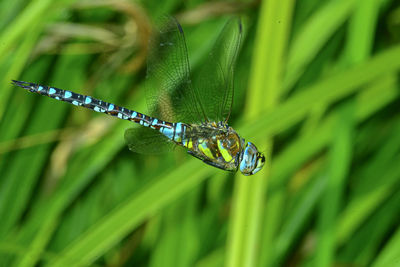 Close-up of insect on grass