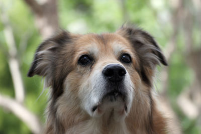 Close-up portrait of a dog