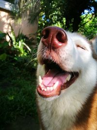 Close-up of dog yawning