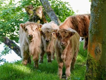 Highland cows in a field