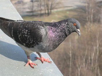 Close-up of pigeon perching