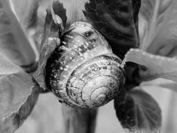 Close-up of shell on plant