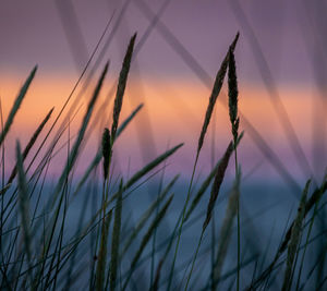 Close-up of stalks against sky during sunset