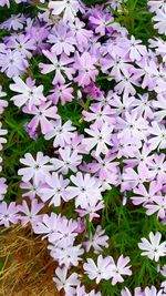 Close-up of flowers