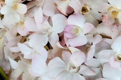 Full frame shot of white flowering plants